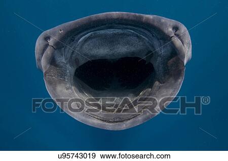 Stock Photo - "Close up of whale shark (Rhincodon typus) feeding on plankton, Contoy Island, Quintana Roo, Mexico". Fotosearch