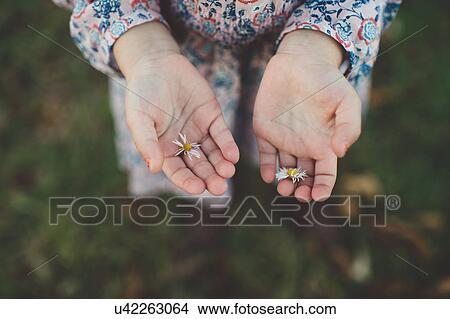 Close up of young girls hands holding daisy flowers View Large Photo Image Picture - Close up of young girls hands holding daisy flowers. Fotosearch