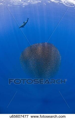 "Dolphin (tursiops sp) hurdles baitfish into a ball previous to charging it and feed, San Benedicto, Revillagigedo, Mexico" View Large Photo Image Stock Photo - "Dolphin (tursiops sp) hurdles baitfish into a ball previous to charging it and feed, San Benedicto, Revillagigedo, Mexico". Fotosearch