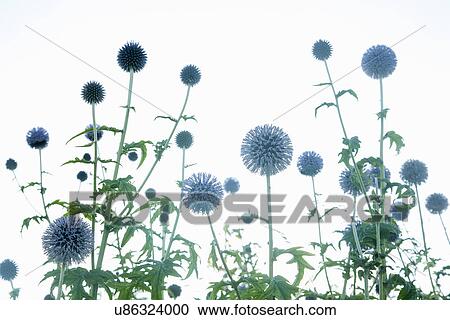 Stock Image - Echinops Bannaticus Taplow Blue - Globe Thistle. Fotosearch