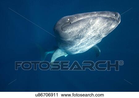 Stock Image - "Every summer hundreds of whale sharks (rhincodon typus) gather in the Caribbean waters of Isla Mujeres, Mexico". Fotosearch