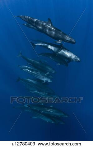Stock Photo - "False killer whales (Pseudorca crassidens) leisurely cruise around the crispy blue water of San Benedicto Island, Revillagigedo Archipelago, Mexican pacific". Fotosearch