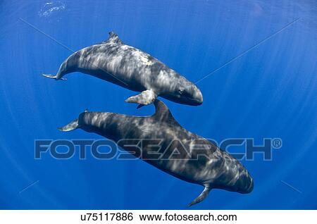 Stock Photograph - "False killer whales (Pseudorca crassidens) leisurely cruise around the crispy blue water of San Benedicto Island, Revillagigedo Archipelago, Mexican pacific". Fotosearch
