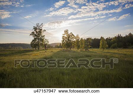 "Field landscape and trees at dawn, Sarsy Village, Sverdlovsk Oblast, Russia" View Large Photo Image Stock Photo - "Field landscape and trees at dawn, Sarsy Village, Sverdlovsk Oblast, Russia". Fotosearch