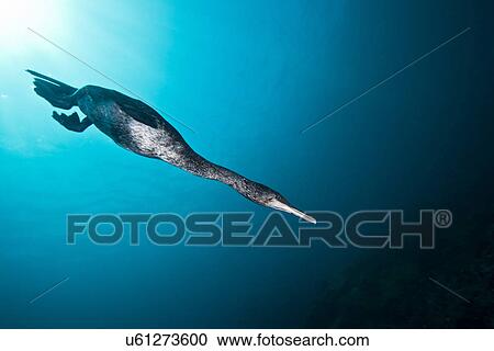 "Flightless cormorant (Phalacrocorax harrisi), despite being clumsy on land, displays fantastic abilities underwater, Galapagos, Ecuador" View Large Photo Image Stock Image - "Flightless cormorant (Phalacrocorax harrisi), despite being clumsy on land, displays fantastic abilities underwater, Galapagos, Ecuador". Fotosearch