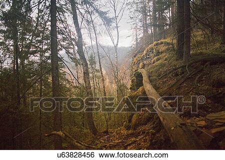 Stock Photograph - "Forest with fallen tree, Sarsy Village, Sverdlovsk Oblast, Russia". Fotosearch