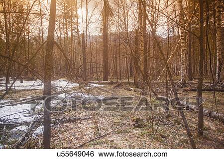 Stock Photograph - "Forest with snow and bare trees, Sarsy Village, Sverdlovsk Oblast, Russia". Fotosearch