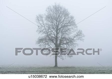 Stock Image - "Frosty landscape, Kinver, Worcestershire, England, UK". Fotosearch