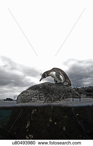 Stock Image - "Galapagos penguin (Spheniscus mendiculus) standing on rock, Galapagos Islands, Ecuador". Fotosearch