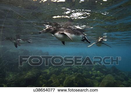 "Galapagos penguins (Spheniscus mendiculus) swimming, Galapagos Islands, Ecuador" View Large Photo Image Stock Photo - "Galapagos penguins (Spheniscus mendiculus) swimming, Galapagos Islands, Ecuador". Fotosearch