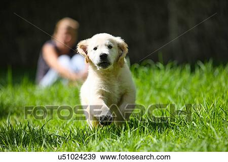 Stock Photo - Golden Retriever puppy running on grass. Fotosearch