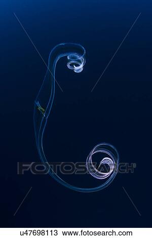 "Graceful jellyfish, Socorro Island, Revillagigedo, Mexico" View Large Photo Image Stock Image - "Graceful jellyfish, Socorro Island, Revillagigedo, Mexico". Fotosearch