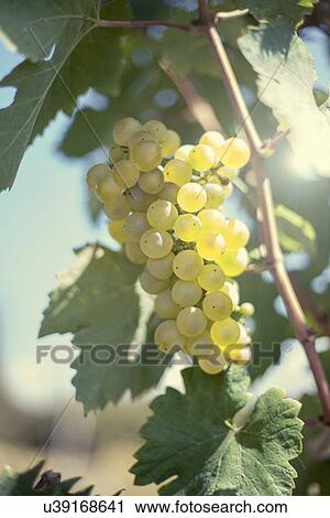Grapes growing on vine View Large Photo Image Stock Image - Grapes growing on vine. Fotosearch