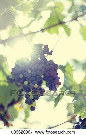 Grapes growing on vine View Large Photo Image Stock Photo - Grapes growing on vine. Fotosearch