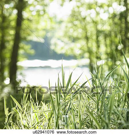 Stock Photograph - Grass and trees framing river in background. Fotosearch