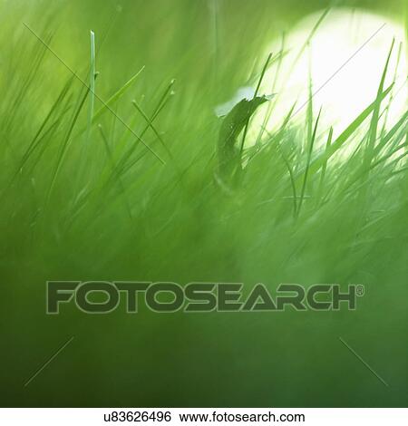 "Grass, extreme close up" View Large Photo Image Stock Photograph - "Grass, extreme close up". Fotosearch
