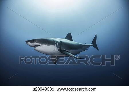 Stock Photography - "Great white shark (Carcharodon carcharias) swimming in Pacific ocean water of Guadalupe Island, Mexico". Fotosearch