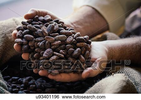 Stock Photograph - Hands holding cocoa beans. Fotosearch