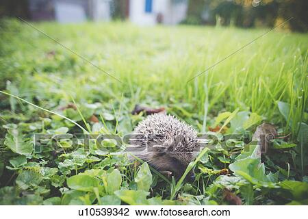 Hedgehog in garden View Large Photo Image Stock Image - Hedgehog in garden. Fotosearch
