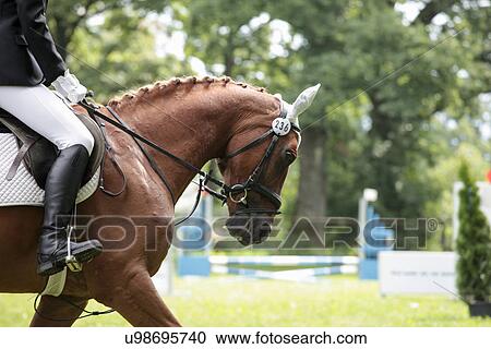 Horse and rider in show jumping event View Large Photo Image Stock Image - Horse and rider in show jumping event. Fotosearch