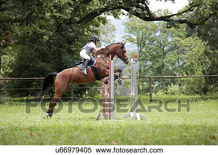 Horse and rider show jumping View Large Photo Image Stock Photography - Horse and rider show jumping. Fotosearch