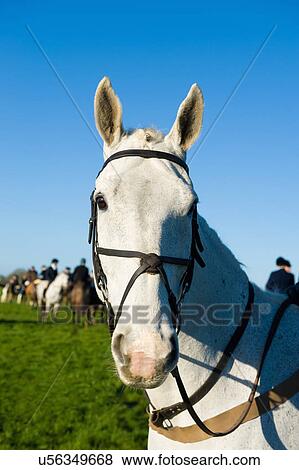 Stock Photo - "Horse, hunting in background". Fotosearch