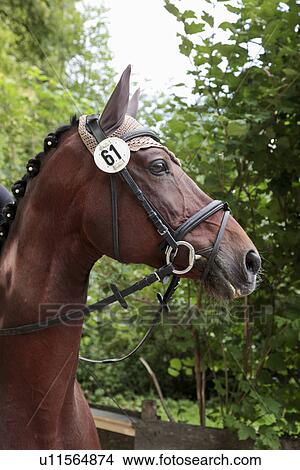 Horse in dressage event View Large Photo Image Picture - Horse in dressage event. Fotosearch