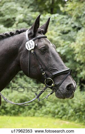 Horse in dressage event View Large Photo Image Stock Image - Horse in dressage event. Fotosearch