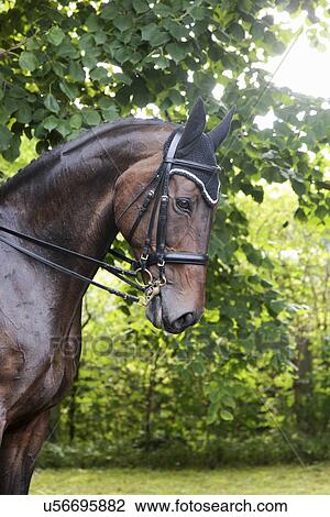 Horse in dressage event View Large Photo Image Stock Image - Horse in dressage event. Fotosearch