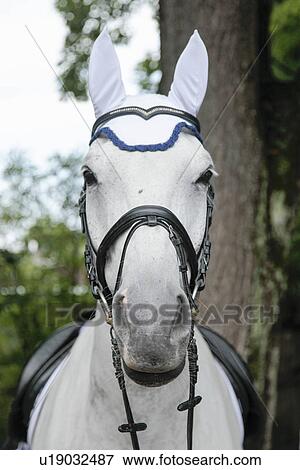 Horse in dressage event View Large Photo Image Stock Photo - Horse in dressage event. Fotosearch