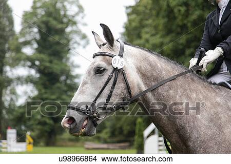 Picture - Horse in show jumping event. Fotosearch