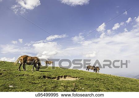 Stock Photography - "Horses grazing, Saint-Michel, Pyrenees, France (Near the Spanish-French border)". Fotosearch