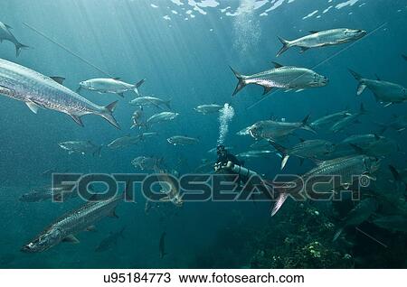 "Huge schools of tarpon (Megalops atlanticus) surround a diver in Xcalak Marine Park, Quintana Roo, Mexico" View Large Photo Image Stock Image - "Huge schools of tarpon (Megalops atlanticus) surround a diver in Xcalak Marine Park, Quintana Roo, Mexico". Fotosearch