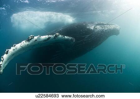 "Humpback whales (Megaptera novaeangliae) migrate from the cold antarctic to the warm tropics every winter, Wild coast, South Africa" View Large Photo Image Stock Image - "Humpback whales (Megaptera novaeangliae) migrate from the cold antarctic to the warm tropics every winter, Wild coast, South Africa". Fotosearch