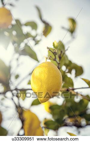 "Lemons growing on tree, close-up, low angle view" View Large Photo Image Stock Image - "Lemons growing on tree, close-up, low angle view". Fotosearch