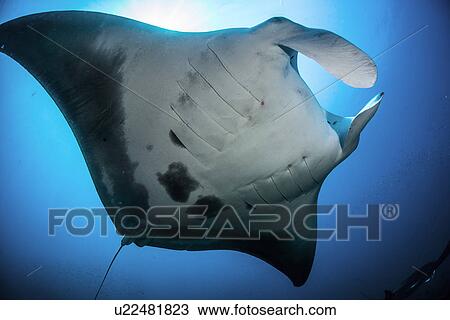 "Low angle view of reef manta ray (Manta alfredi) swimming around an underwater pinnacle north of the Yucatan Peninsula, Cabo Catoche, Quintana Roo, Mexico" View Large Photo Image Stock Image - "Low angle view of reef manta ray (Manta alfredi) swimming around an underwater pinnacle north of the Yucatan Peninsula, Cabo Catoche, Quintana Roo, Mexico". Fotosearch