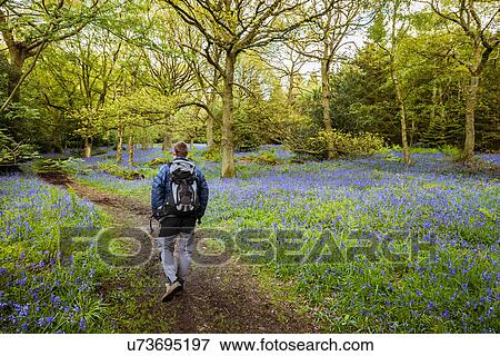 "Man hiking through bluebells woods, Pateley Bridge, Nidderdale, Yorkshire Dales" View Large Photo Image Stock Photo - "Man hiking through bluebells woods, Pateley Bridge, Nidderdale, Yorkshire Dales". Fotosearch