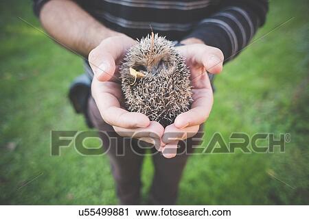Stock Image - Man holding hedgehog. Fotosearch