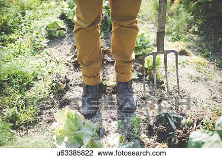 "Man standing in garden with fork, low section" View Large Photo Image Stock Image - "Man standing in garden with fork, low section". Fotosearch