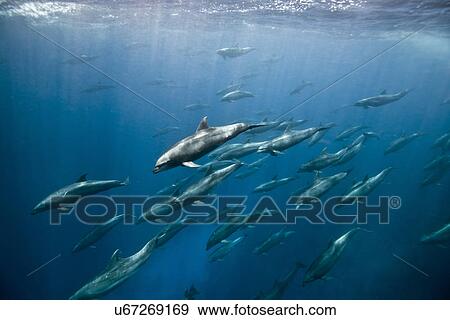 "Massive aggregation of bottlenose dolphins (tursiops sp) chase after baitfish, Darwin Island, Galapagos, Ecuador" View Large Photo Image Stock Photo - "Massive aggregation of bottlenose dolphins (tursiops sp) chase after baitfish, Darwin Island, Galapagos, Ecuador". Fotosearch