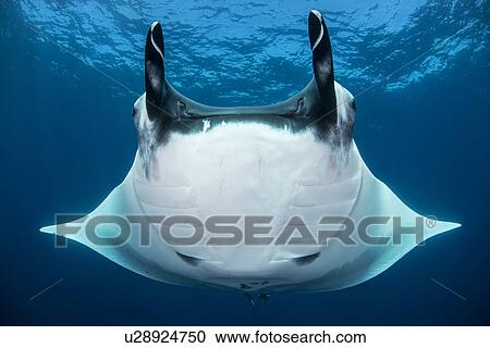Stock Image - "Oceanic manta rays (Manta birostris), San Benedicto, Revillagigedo, Mexico". Fotosearch