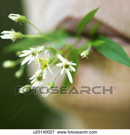 "Person with flowers in mouth, close up" View Large Photo Image Stock Photo - "Person with flowers in mouth, close up". Fotosearch
