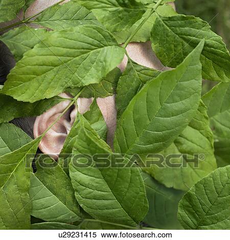 "Person's ear through leaves, close up" View Large Photo Image Stock Photography - "Person's ear through leaves, close up". Fotosearch