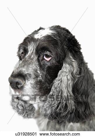 Portrait of a grey dog View Large Photo Image Stock Image - Portrait of a grey dog. Fotosearch