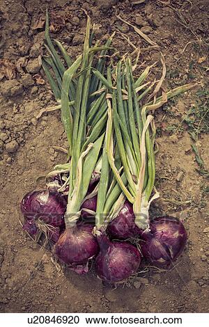 Stock Image - Red onions on garden soil. Fotosearch