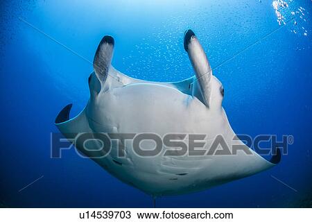 Stock Image - "Reef manta ray (Manta alfredi) swimming around an underwater pinnacle north of the Yucatan Peninsula, Cabo Catoche, Quintana Roo, Mexico". Fotosearch