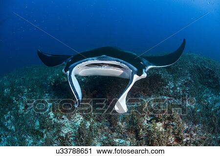 "Reef manta ray (Manta alfredi) swimming around an underwater pinnacle north of the Yucatan Peninsula to be cleaned of parasites by labrid fish, Cabo Catoche, Quintana Roo, Mexico" View Large Photo Image Stock Image - "Reef manta ray (Manta alfredi) swimming around an underwater pinnacle north of the Yucatan Peninsula to be cleaned of parasites by labrid fish, Cabo Catoche, Quintana Roo, Mexico". Fotosearch