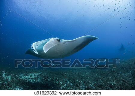 "Reef manta ray (Manta alfredi) swimming near underwater pinnacle north of the Yucatan Peninsula to be cleaned of parasites by labrid fish, Cabo Catoche, Quintana Roo, Mexico" View Large Photo Image Stock Image - "Reef manta ray (Manta alfredi) swimming near underwater pinnacle north of the Yucatan Peninsula to be cleaned of parasites by labrid fish, Cabo Catoche, Quintana Roo, Mexico". Fotosearch