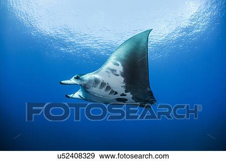 "Reef manta ray (Manta alfredi) swimming around an underwater pinnacle north of the Yucatan Peninsula, Cabo Catoche, Quintana Roo, Mexico" View Large Photo Image Stock Photo - "Reef manta ray (Manta alfredi) swimming around an underwater pinnacle north of the Yucatan Peninsula, Cabo Catoche, Quintana Roo, Mexico". Fotosearch