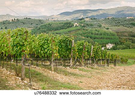 Stock Image - "Rows of grapevines in Chianti region of Tuscany, Italy". Fotosearch